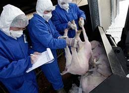 Image result for Q Fever