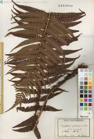 Image result for Nothoperanema