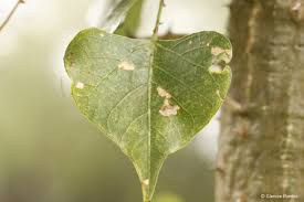 Image result for Erythrina lysistemon