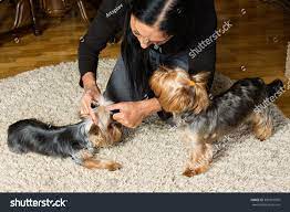 Dog knotting with woman