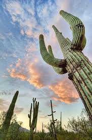Maps From My Travels All Around The Globe In 2020 Saguaro Cactus Saguaro Cactus
