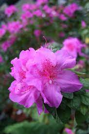 Pin On Rhododendrons Free