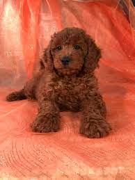We expect every breeder to comply with all state laws and follow strict guidelines that we have put in place. Red Golden Doodle Mini Google Search Goldendoodle Puppy Mini Goldendoodle Puppies Really Cute Dogs