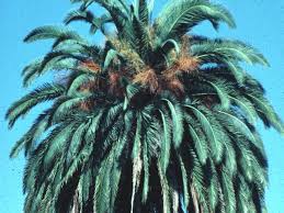 Image result for Raphia farinifera