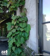 Climbing Plants Climbing Plants Plants Garden Planning