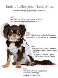 What Type Mange Is It Try The Dog Mange Symptom Checker Demodex Treatment Dogs Dog Skin Allergies Symptoms