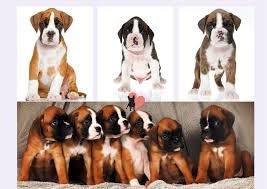 Boxer Growth Stages Size And Weight Chart