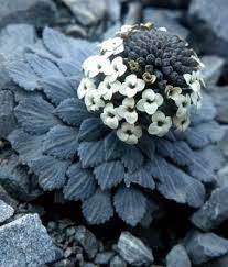 We did not find results for: Alpine Plants Te Ara Encyclopedia Of New Zealand