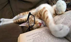 Cat Asleep Reading Uyur Uyanik Kedi Kitap Okuyor1 Komik Kedi Resimleri Komik Hayvan Fotograflari Kedi Kopek