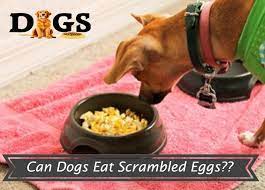 Can Dogs Eat Scrambled Eggs Can Dogs Eat Dog Breakfast Eggs For Dogs