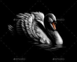 Black And White Swan Portrait Of A White Swan On A Black Background White Portrait Swan Background Black Backgrounds White Swan Black And White