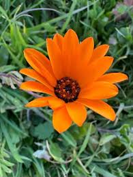 Image result for Dimorphotheca