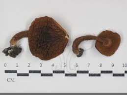 Image result for Xanthoconium sp.