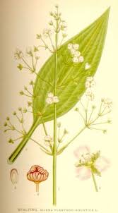 Image result for Alismataceae