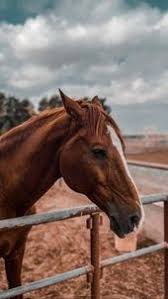 scenic mmx illustration art girl flower background wallpaper scenic