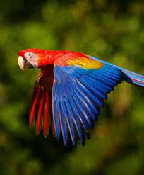 Bird With Colorful Feathers Name The Colorful Scarlet Macaw Macaw Beautiful Birds Flying Bird Drawing