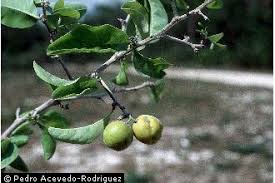 Image result for Ximenia americana