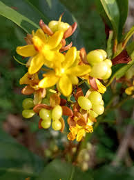 Image result for Campylospermum