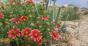 India has a long tradition of floriculture. Annuals For The Beach Which Ones Are Best