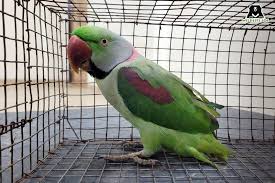 Caging Parrots Can Put You Behind Bars | Mumbai Live