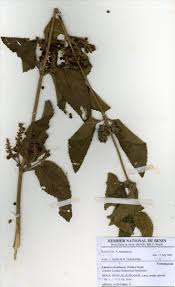 Image result for Lantana ukambensis