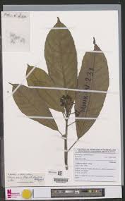 Image result for Rinorea brachypetala