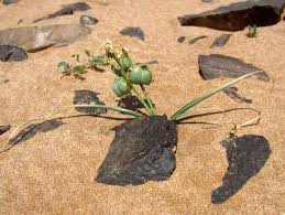 Image result for Dipcadi vaginatum