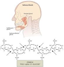 4 2 Digestion And Absorption Of Carbohydrates Medicine