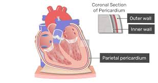 Image result for Pericardium