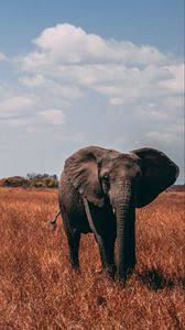 Elephant Iphone 8 7 6s 6 For Parallax Wallpapers Hd Desktop Backgrounds 938x1668 Images And Pictures Best elephant wallpaper, desktop background for any computer, laptop, tablet and phone. elephant iphone 8 7 6s 6 for parallax