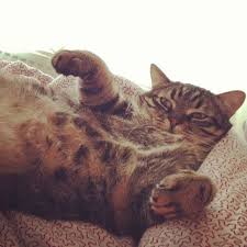 Kedi Bakan Erkekler Kedi Seven Erkek Kedici Dergisi Tarkan Ozcetin Isil Cinmen Haberturk Isil Cinmen Roportajlari Kediler Ve Insanlar