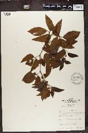 Image result for Rhoicissus tridentata