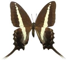 Image result for Sphedamnocarpus angolensis