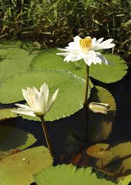 Image result for Nymphaea lotus