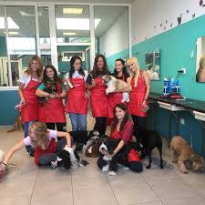 Il barboncino era anticamente usato come cane da caccia ed è divenuto in seguito una delle razze aspetto generale e caratteristiche fisiche del barboncino. La Boutique Del Barboncino Toelettatura Di Animali Domestici A Bergamo