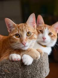 ‪How to Introduce New Cats to Your Home‬‏