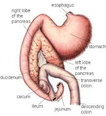 Pancreatic cancer can stop the pancreas producing enough insulin, which can. Pancreatic Cancer In Dogs
