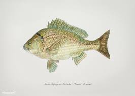 Black And Yellow Fish Drawing Antique Fish Acanthopagrus Butcheri Black Bream Illustration Drawing Free Image By Rawpixel Com Fish Illustration Free Illustrations Fish