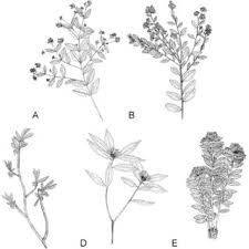 Image result for Synaptolepis alternifolia