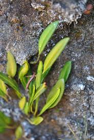 Image result for Elaphoglossum acrostichoides