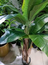 Whether you�re looking for artificial. Artificial Banana Tree 1 8 M Order Online In Uae Green Souq Uae