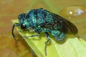 Image result for Halopegia