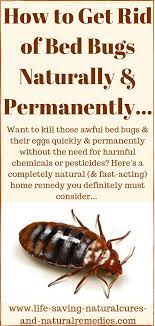 How To Get Rid Of Kill Bed Bugs Naturally Permanently Rid Of Bed Bugs Bed Bug Remedies Natural Bed Bug Repellent