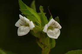 Image result for Asystasia mysorensis