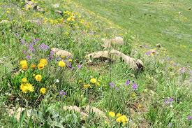 Image result for Pachycarpus concolor