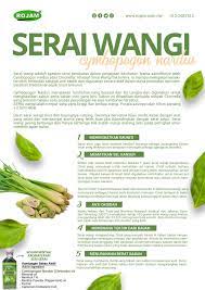 522 x 400 · jpeg. Rojam Khasiat Serai Wangi Serai Wangi Atau Nama Saintifiknya Cymbopogon Nardus Citronella Datang Dari Keluarga Poaceae Ia Berasal Dari Sri Lanka Serai Wangi Merupakan Sejenis Rumput Yang Berbau Wangi Dan