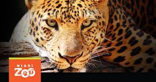 Free Admission Day I Tuesday Friday Niabi Zoo