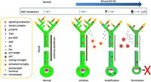 Frontiers Exploring The Pathogenesis Of Alzheimer Disease In Basal Forebrain Cholinergic Neurons Converging Insights From Alternative Hypotheses Neuroscience