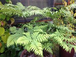 Image result for Pteris