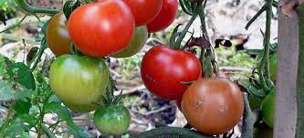 Just confirm how you got your ticket. Hot Spell Gives Tomatoes A Last Gasp Ncpr News